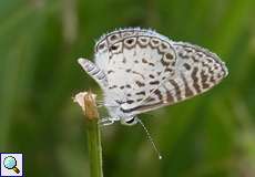 Leptotes cassius (Cassius Blue)