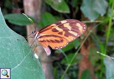 Mechanitis lysimnia (Confused Tigerwing)