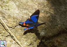 Rhetus periander (Periander Metalmark), Männchen