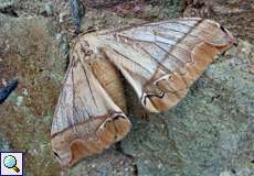 Arsenura armida (Giant Silk Moth)