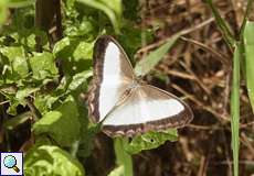 Oressinoma typhla (Typhla Satyr)