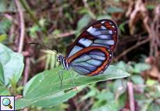 Oleria makrena makrena (Makrena Clearwing)