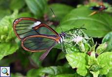 Pteronymia artena (Artena Clearwing)