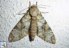 Manduca florestan (Florestan Sphinx)