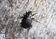 Calosoma alternans