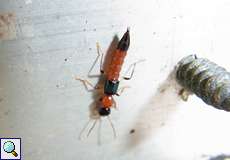 Unbestimmte Käferart Nr. 13 (Staphylinidae)
