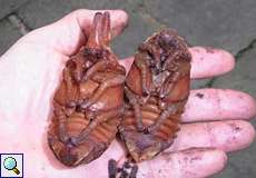 Elefantenkäfer-Puppen, links ein Männchen und rechts ein Weibchen (Elephant Beetle pupae, the left one is male, the right one is female, Megasoma elephas)