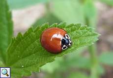 Cycloneda sanguinea (Spotless Ladybird)