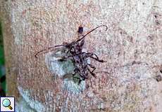 Pteridotelus laticornis