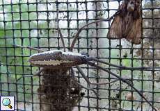 Neoptychodes trilineatus