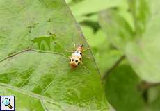 Diabrotica fulvicornis