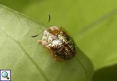 Agroiconota judaica (Judaic Tortoise Beetle)