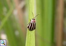 Disonycha glabrata (Pigweed Flea Beetle)