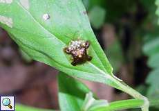 Plagiometriona clavata (Clavate Tortoise Beetle)