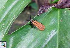 Oxychalepus normalis