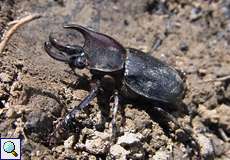 Aegopsis westwoodi, Männchen (male)