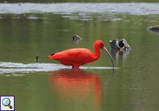 Scharlachsichler (Eudocimus ruber) im Morrocoy-Nationalpark