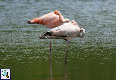 Zwei Kubaflamingos (Phoenicopterus ruber) im Morrocoy-Nationalpark