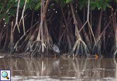 Der Große Gelbschenkel (Tringa melanoleuca) ist zwischen den Mangrovenwurzeln gut versteckt