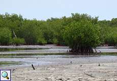 Schlickfläche mit Mangroven im Morrocoy-Nationalpark