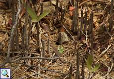 Perfekt getarnte Tüpfelrennechse (Cnemidophorus lemniscatus) zwischen Mangrovenatemwurzeln im Morrocoy-Nationalpark