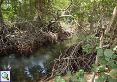 Mangroven-Dickicht  im Morrocoy-Nationalpark