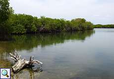 Mit Mangroven gesäumte Lagune im Morrocoy-Nationalpark