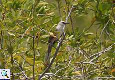 Tropenspottdrossel (Mimus gilvus melanopterus) im Morrocoy-Nationalpark