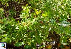 Knopfmangrove (Conocarpus erectus) im Morrocoy-Nationalpark