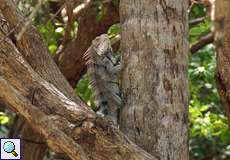 Grüner Leguan (Iguana iguana) im Morrocoy-Nationalpark