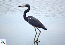 Dreifarbenreiher (Egretta tricolor) im Morrocoy-Nationalpark