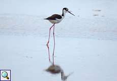 Schwarznacken-Stelzenläufer (Himantopus mexicanus mexicanus) im Morrocoy-Nationalpark