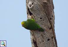 Grünbürzel-Sperlingspapagei (Forpus passerinus) im Morrocoy-Nationalpark