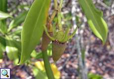 Rote Mangrove (Rhizophora mangle) im Morrocoy-Nationalpark