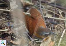 Weiblicher Grauband-Ameisenvogel (Myrmeciza longipes)