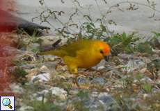 Safrangilbtangare (Sicalis flaveola flaveola) im Morrocoy-Nationalpark