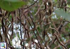 Bauhinia glabra im Morrocoy-Nationalpark