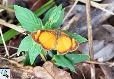 Tegosa anieta im Bergnebelwald