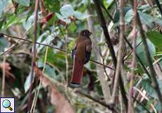 Jungferntrogon-Weibchen (Trogon collaris exoptatus) im Bergnebelwald