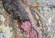 Teilweise zerstörter Termitengang an einem Baumstamm im Palmichal Forest Reserve