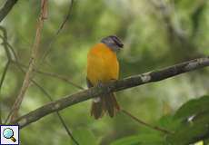 Graukopftangare (Eucometis penicillata cristata) im Palmichal Forest Reserve