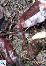 Unbestimmte Stabschrecke Nr. 1 im Palmichal Forest Reserve
