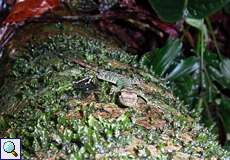 Anolis squamulatus im Palmichal Forest Reserve