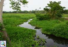 Wasserlauf im Sumpfgebiet