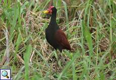 Rotstirn-Blatthühnchen (Jacana jacana) im Sumpfgebiet