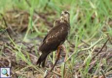 Jugendlicher Schneckenweih (Rostrhamus sociabilis) im Sumpfgebiet