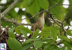 Rotstirn-Bündelnister (Phacellodomus rufifrons inornatus) im Sumpfgebiet