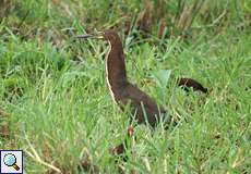 Marmorreiher (Tigrisoma lineatum) im Sumpfgebiet