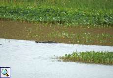 Kein Baumstamm, sondern ein Spitzkrokodil (Crocodylus acutus)