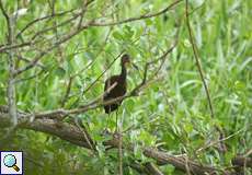 Ein Rallenkranich (Aramus guarauna) versteckt sich im Geäst